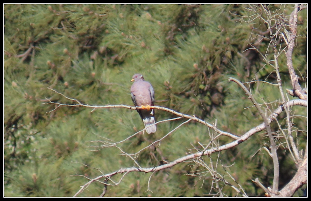 Band-tailed Pigeon - Peter Gordon