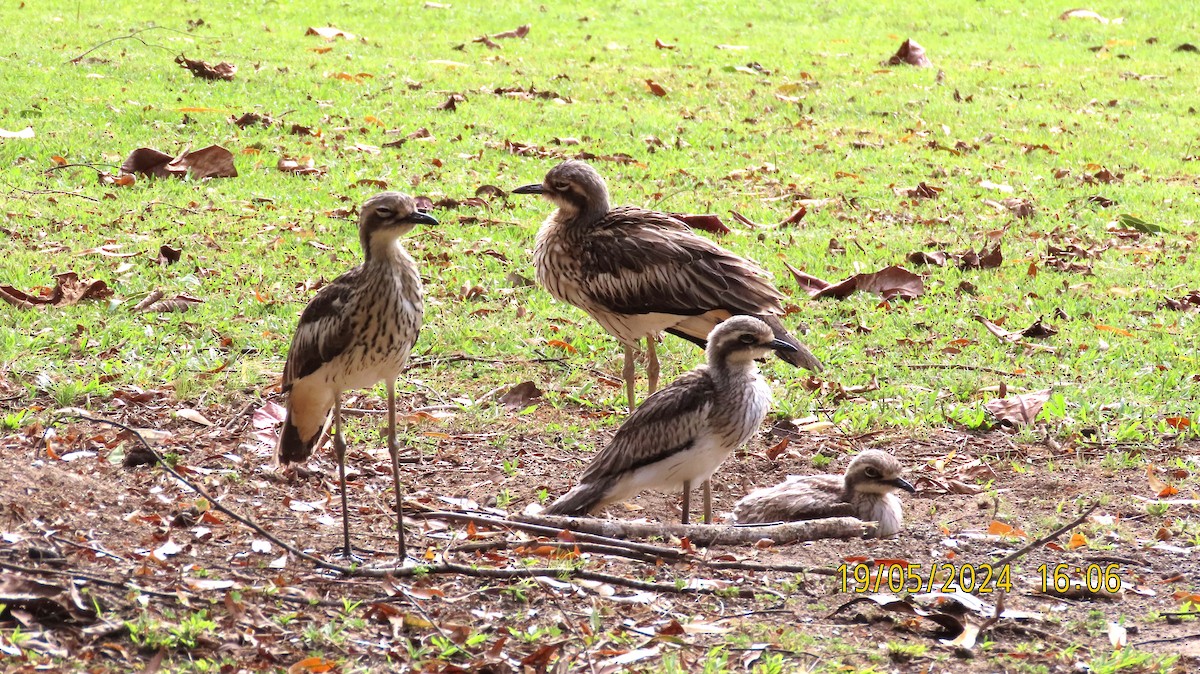 Bush Thick-knee - Norton Gill