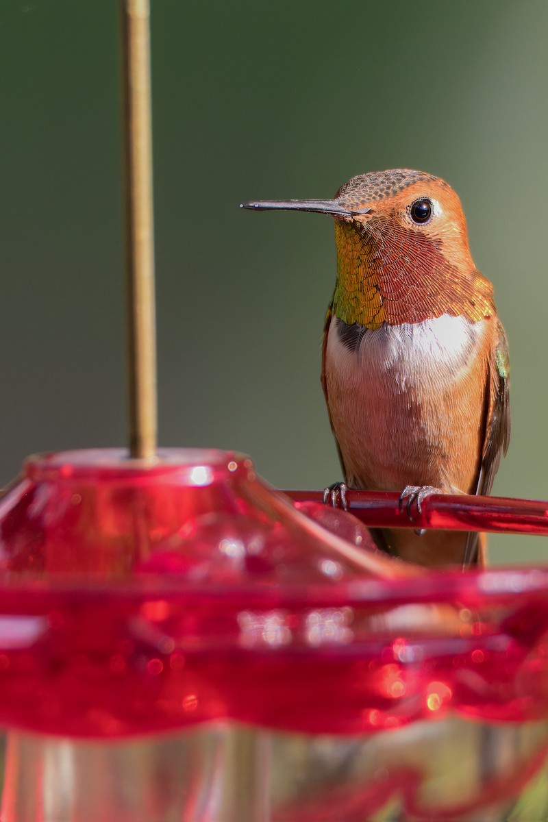 Rufous Hummingbird - Will Sebern