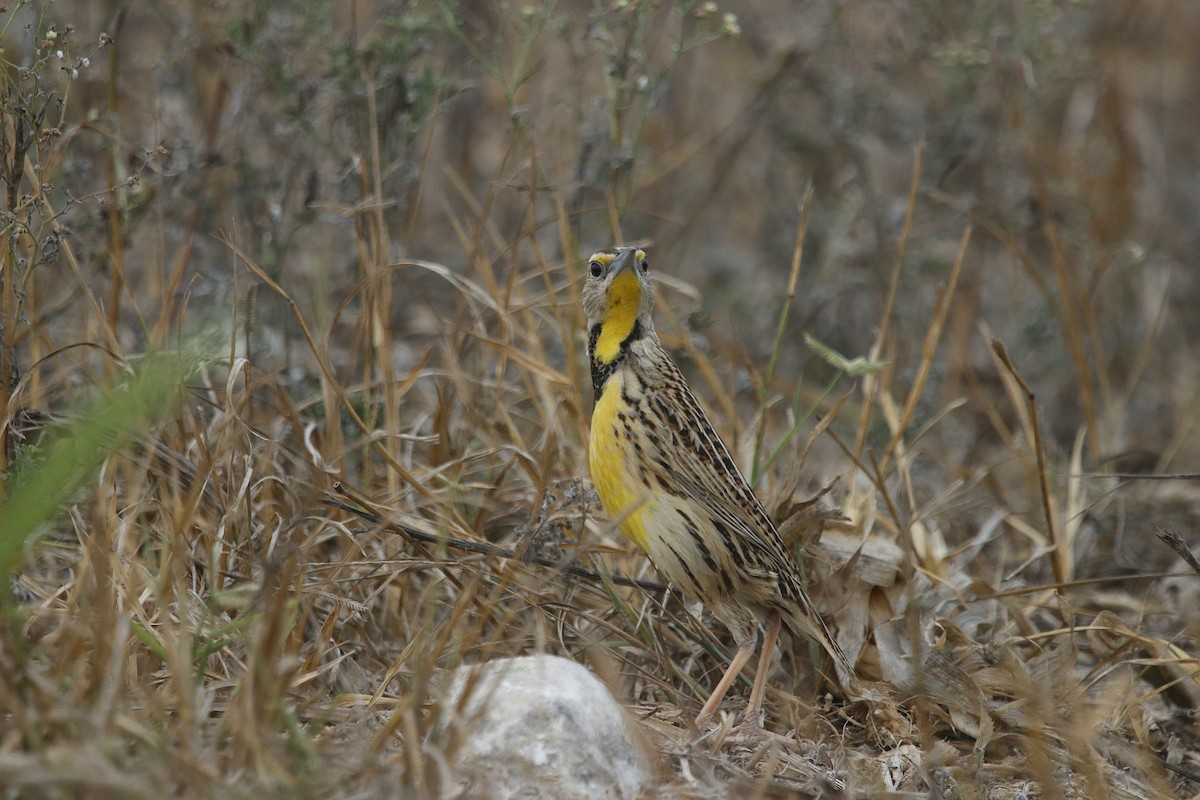 Eastern Meadowlark - Delbert Penner