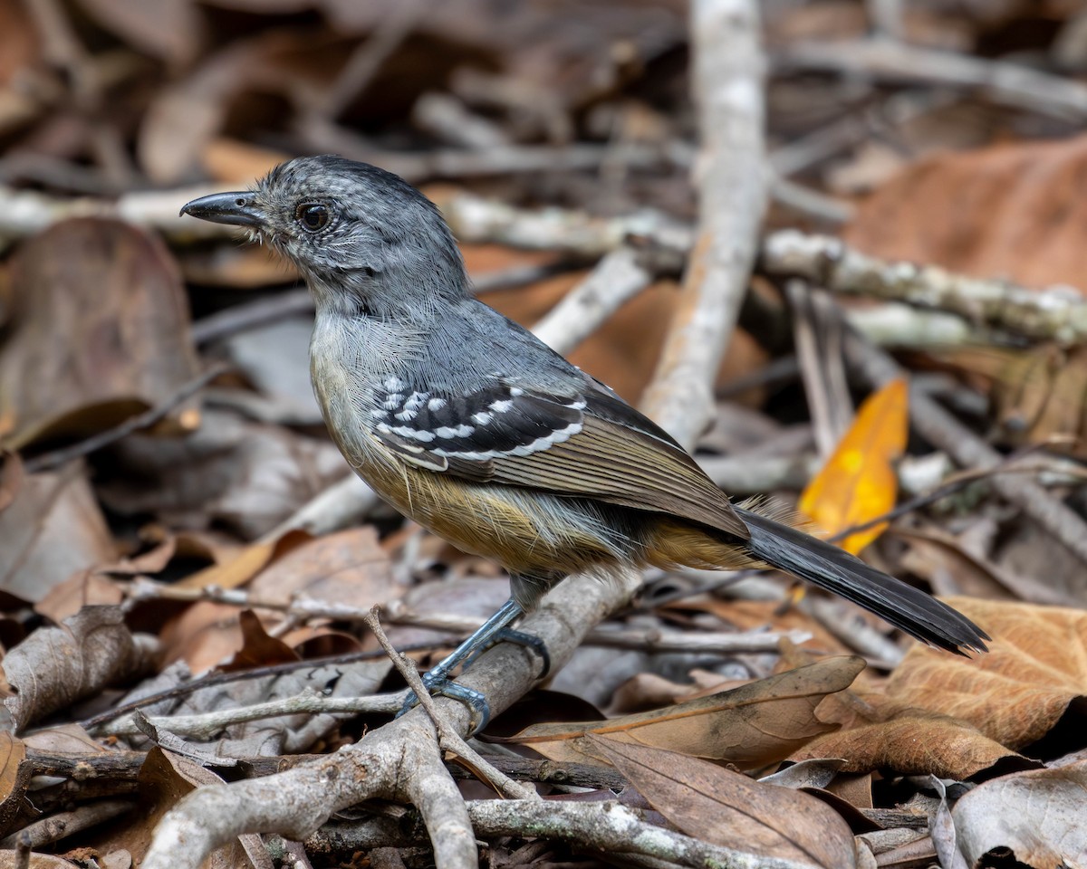 Variable Antshrike - Katia Oliveira