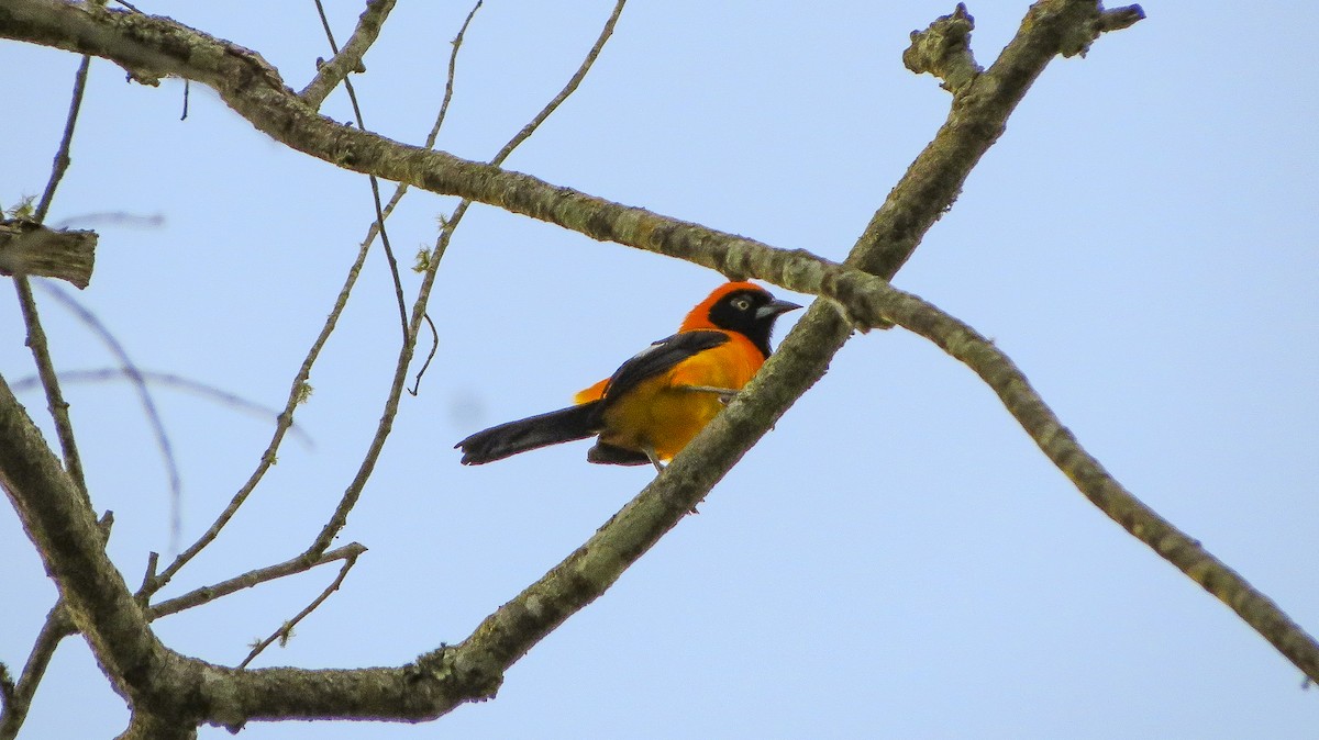 Orange-backed Troupial - ML619315018