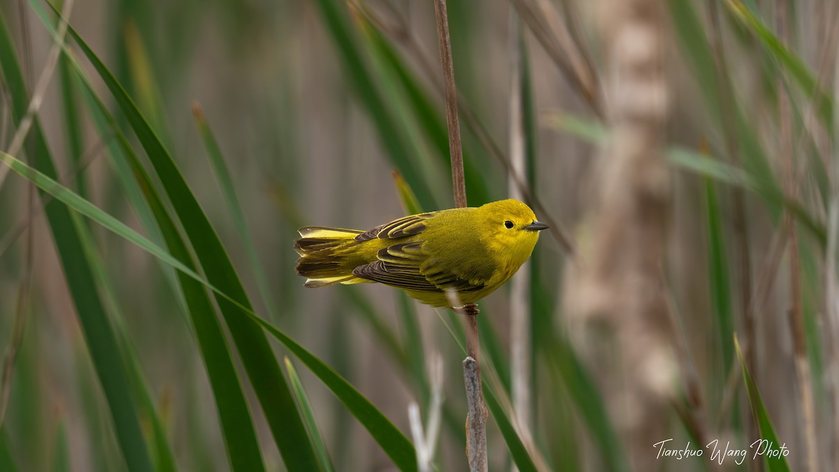 Yellow Warbler - Tianshuo Wang