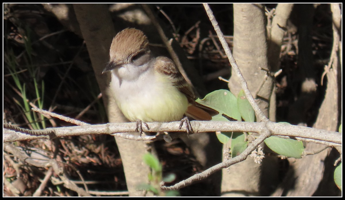 Ash-throated Flycatcher - ML619315025