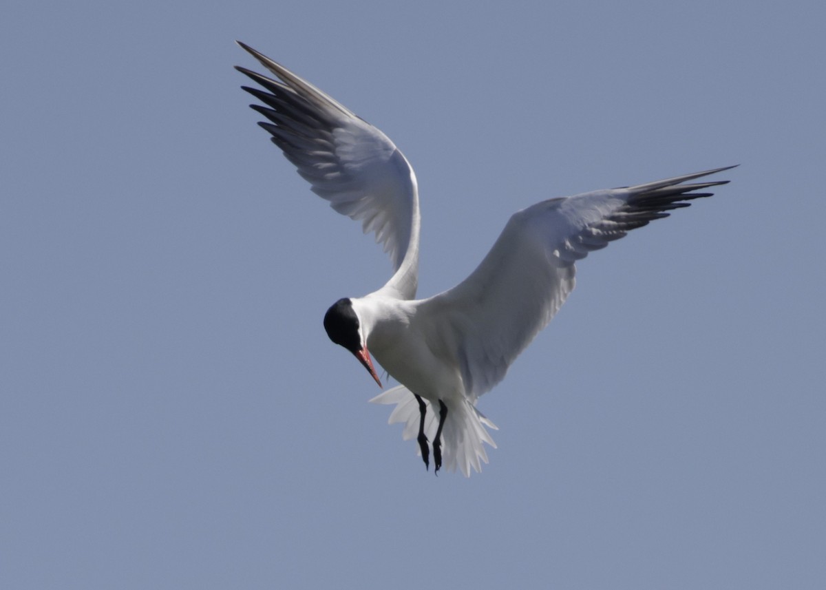 Caspian Tern - Dean LaTray