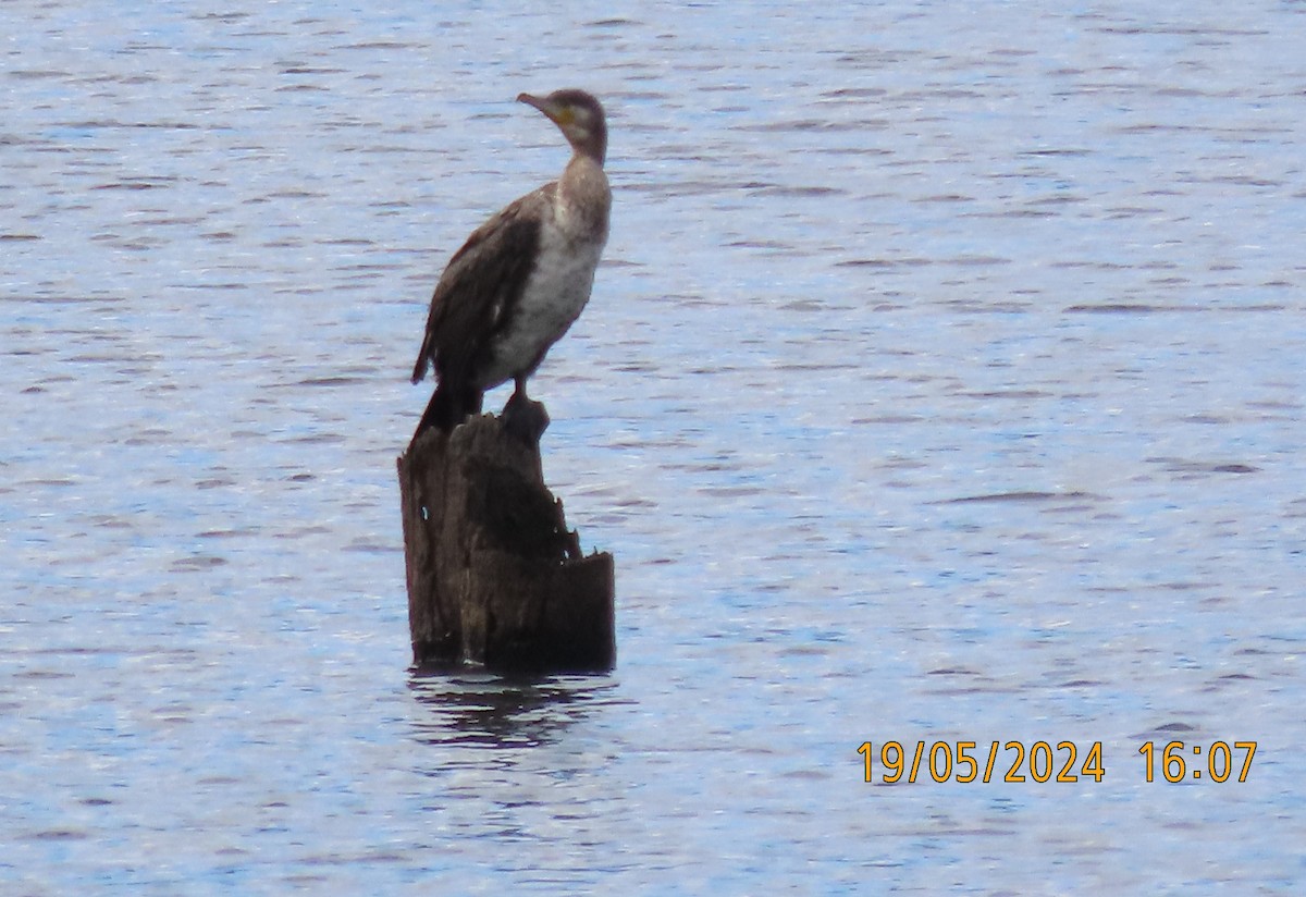 Great Cormorant (Australasian) - ML619315030