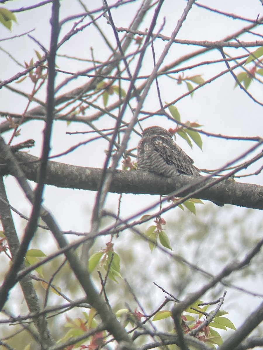 Common Nighthawk - Jonathan Green