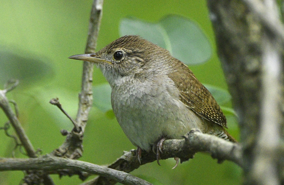 House Wren - Igor Sokolov