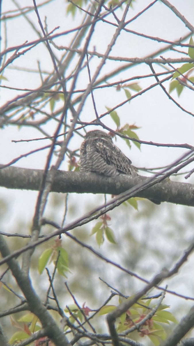 Common Nighthawk - Jonathan Green