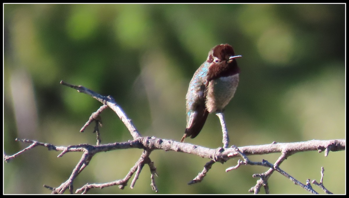 Anna's Hummingbird - ML619315042