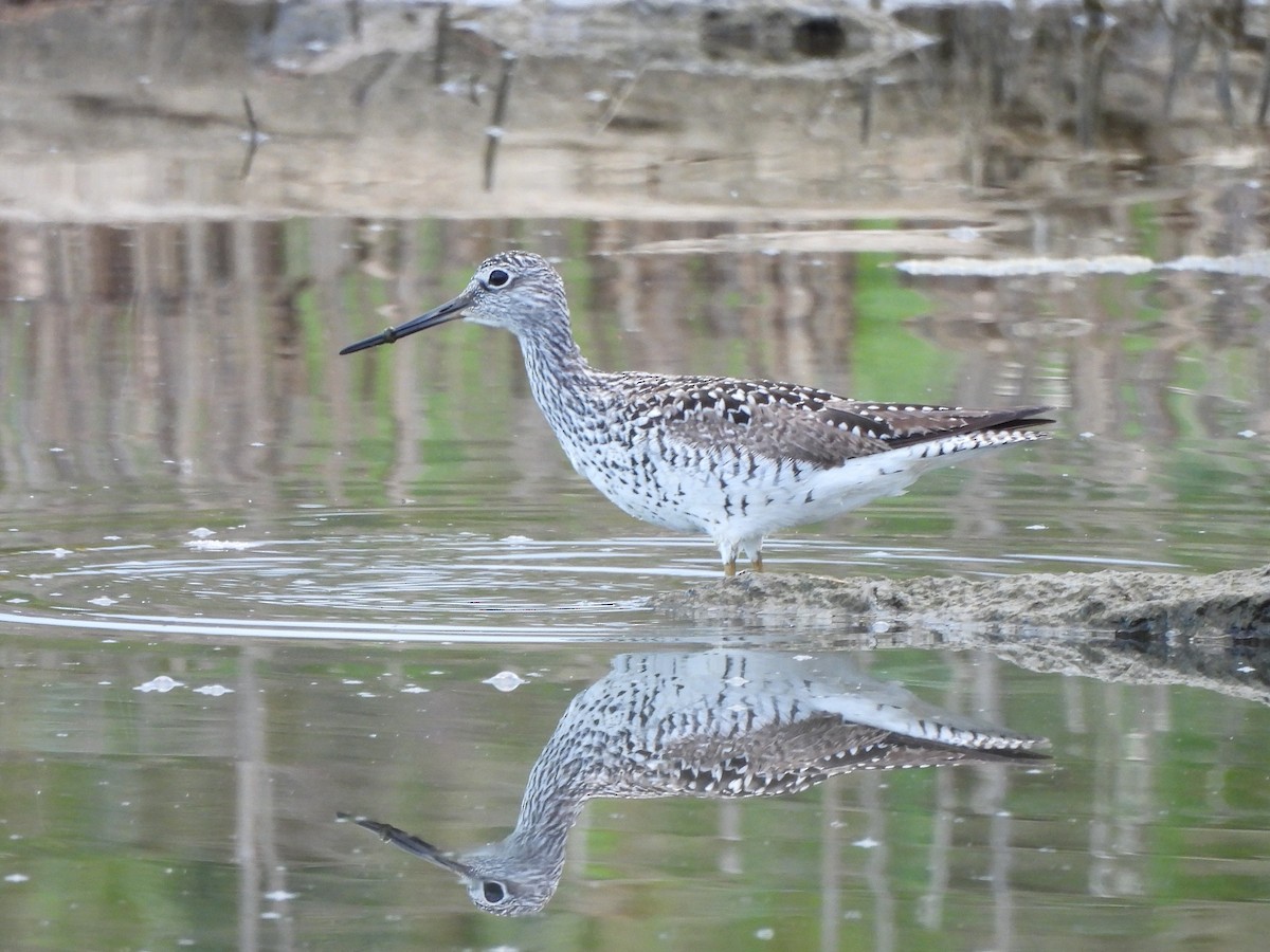 Greater Yellowlegs - Enrico Konig