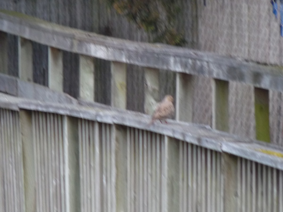 Mourning Dove - marc  breuninger