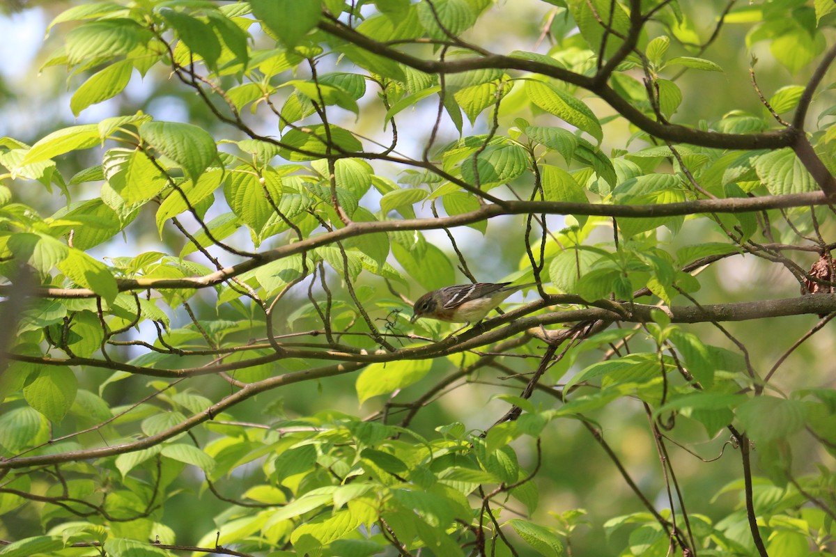 Bay-breasted Warbler - ML619315050