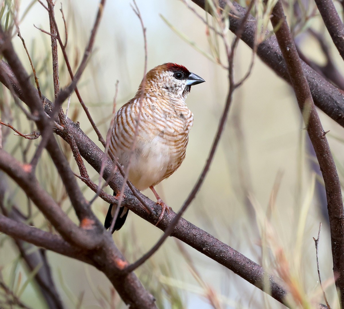 Plum-headed Finch - ML619315060