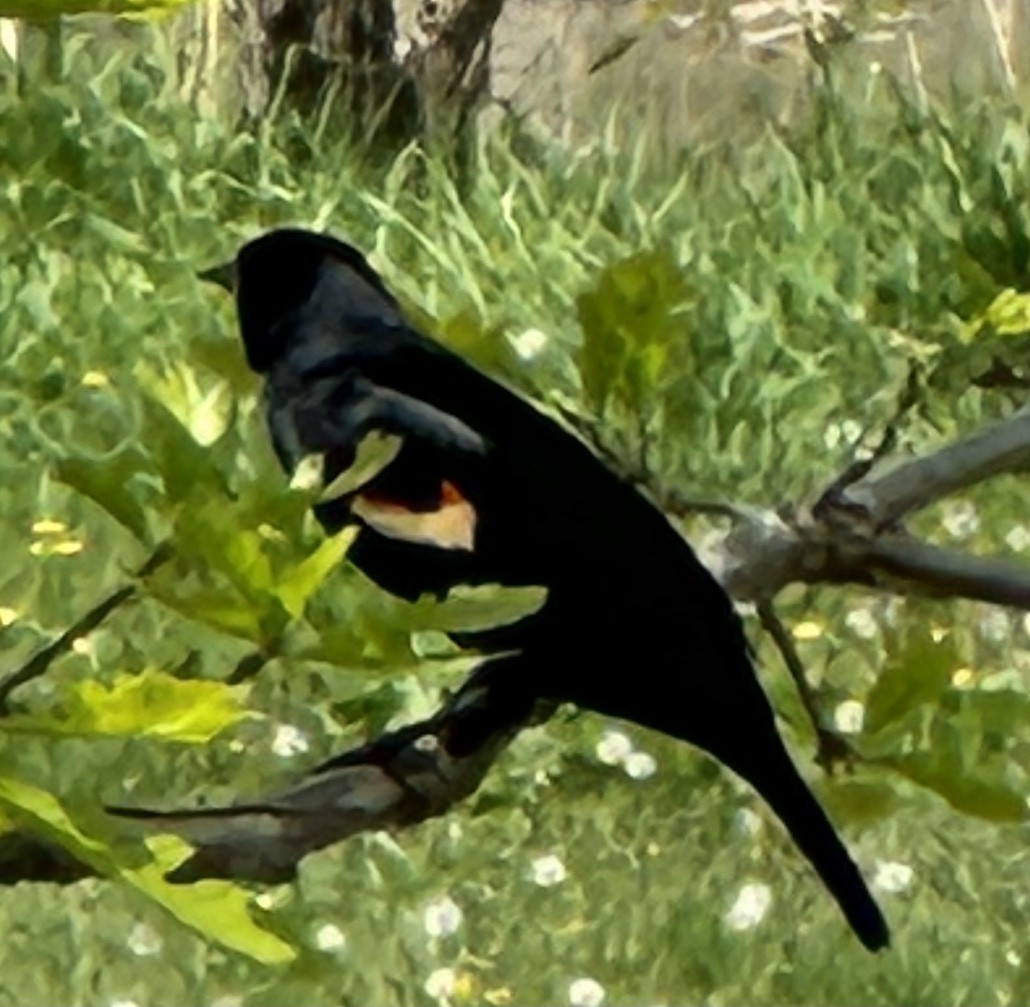 Red-winged Blackbird - ML619315064
