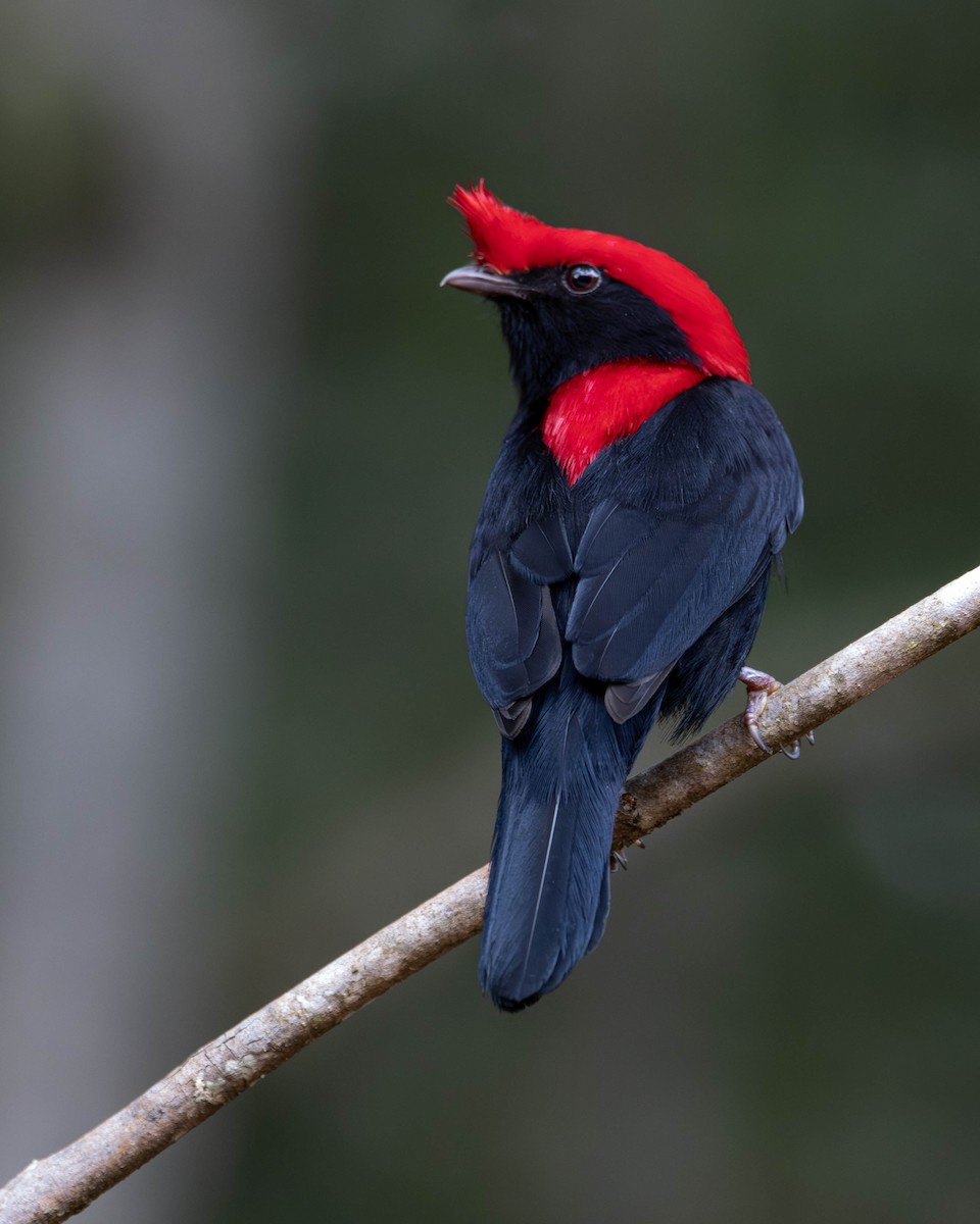 Helmeted Manakin - ML619315074