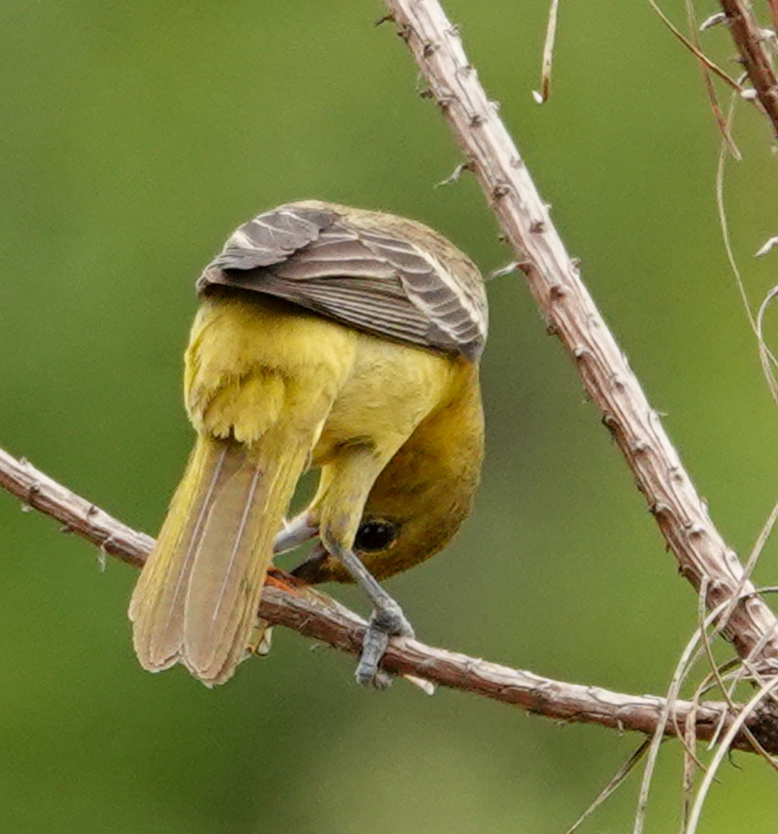 Orchard Oriole - Anne Aultman