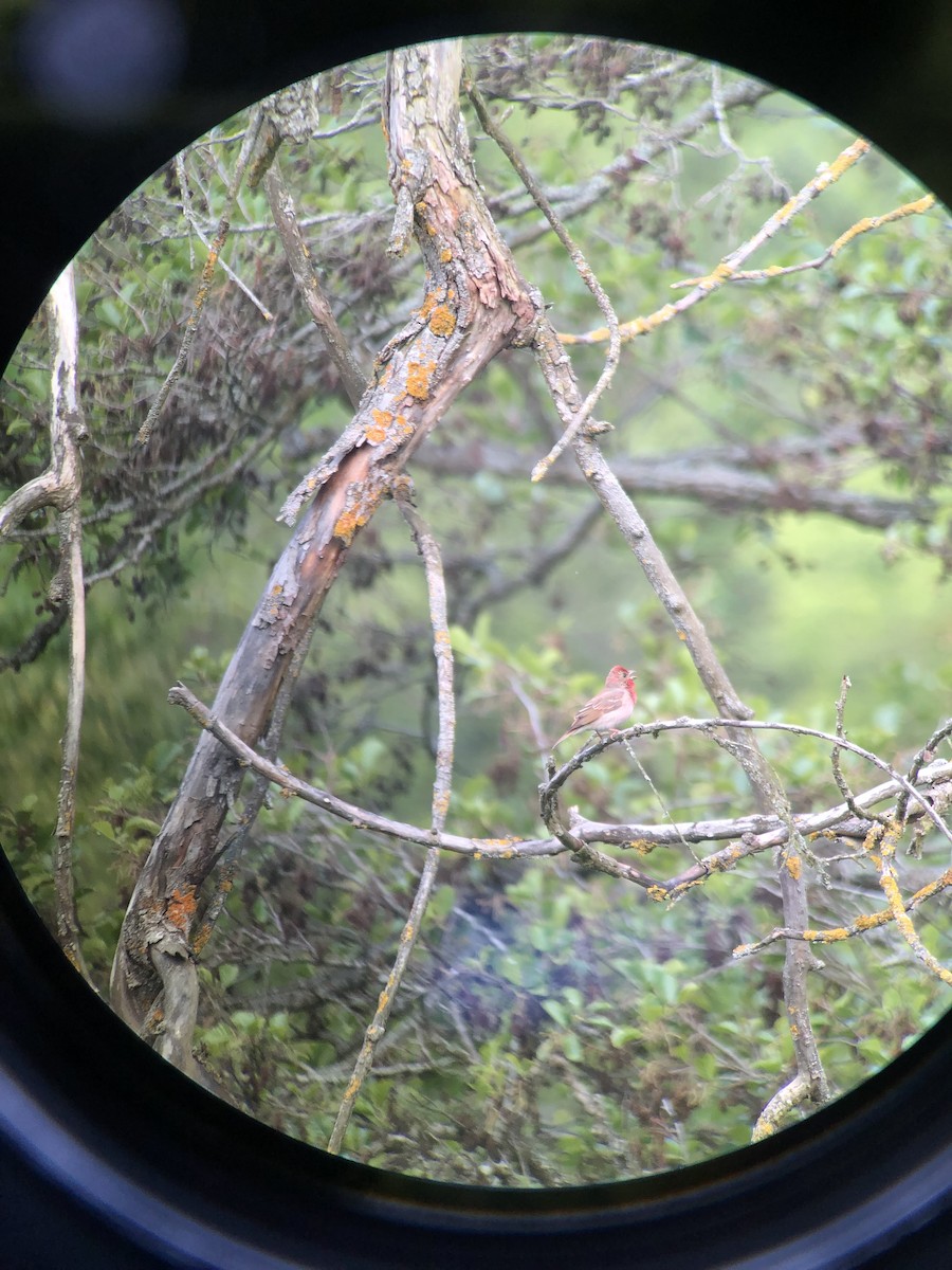 Common Rosefinch - ML619315088