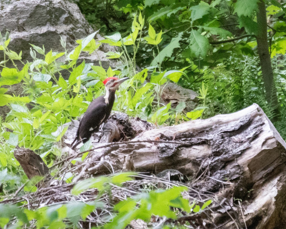 Pileated Woodpecker - ML619315089