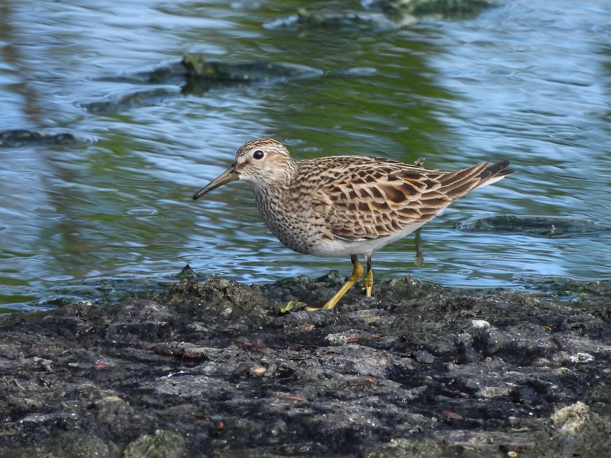 Pectoral Sandpiper - Enrico Konig