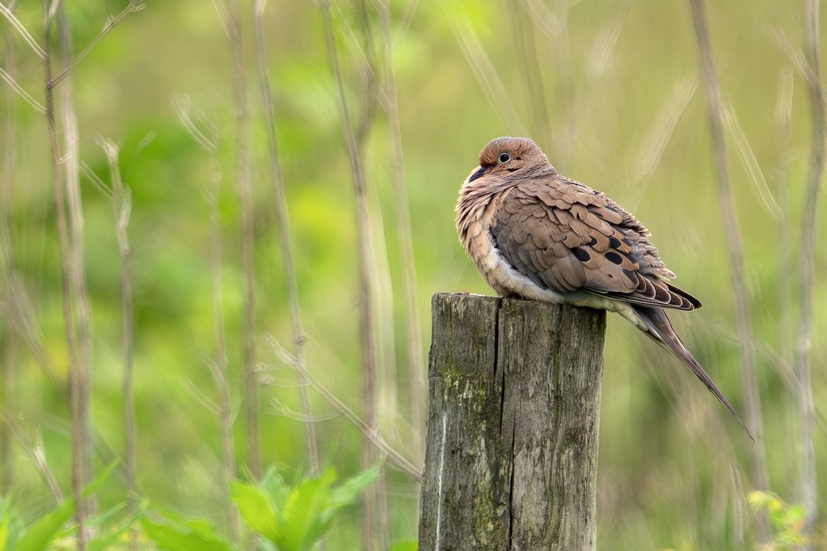 Mourning Dove - Vic Laubach