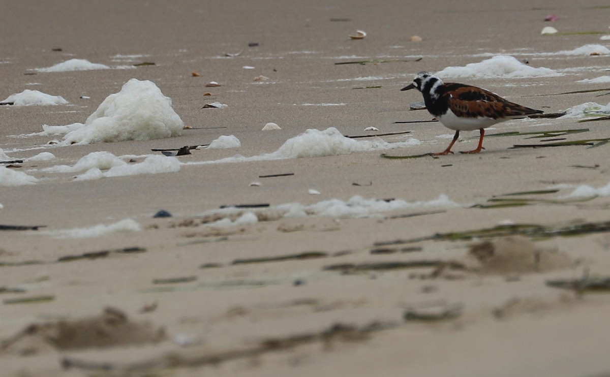 Ruddy Turnstone - Rob Bielawski