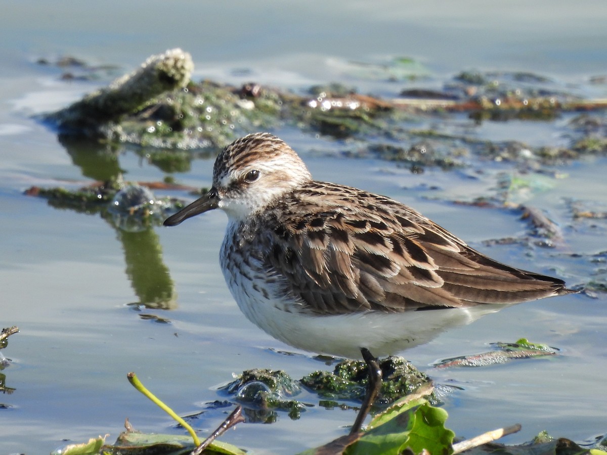 Semipalmated Sandpiper - Enrico Konig