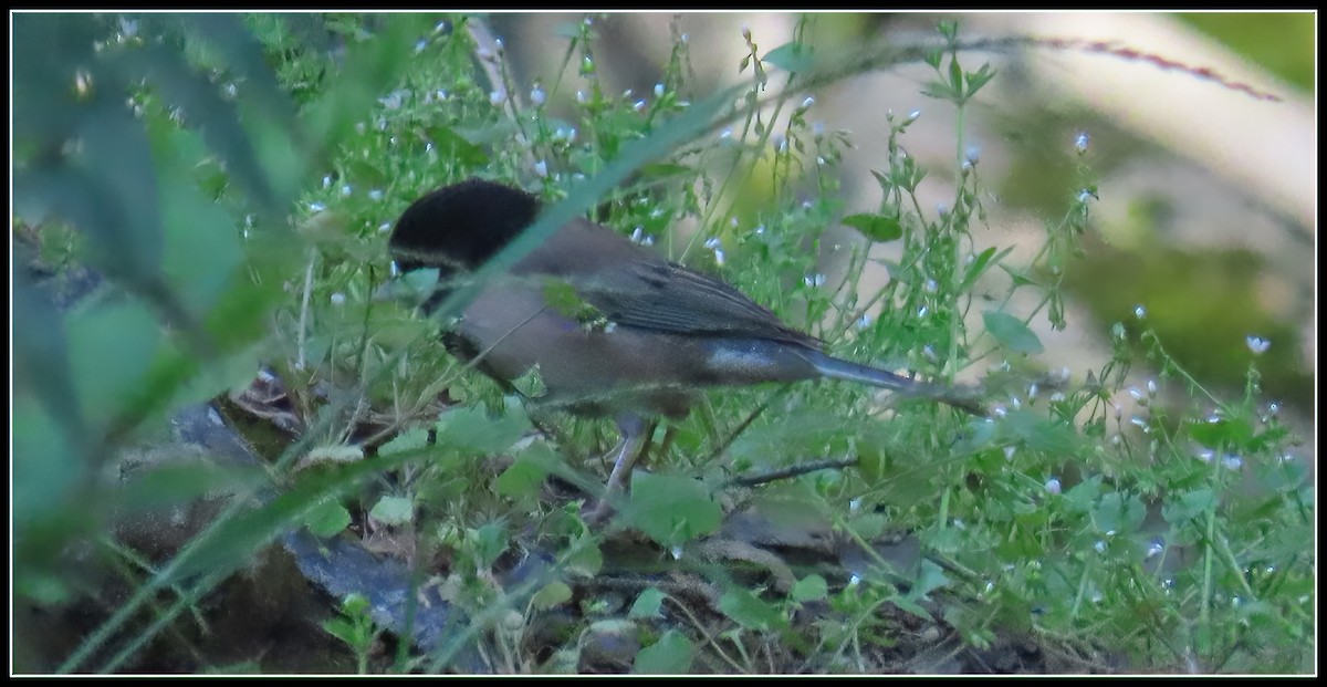 Dark-eyed Junco - ML619315136