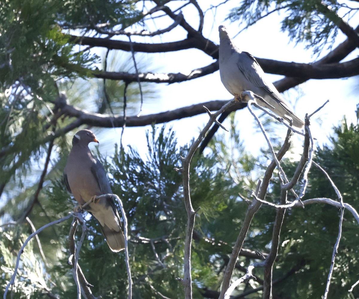 Band-tailed Pigeon - Margaret Brown