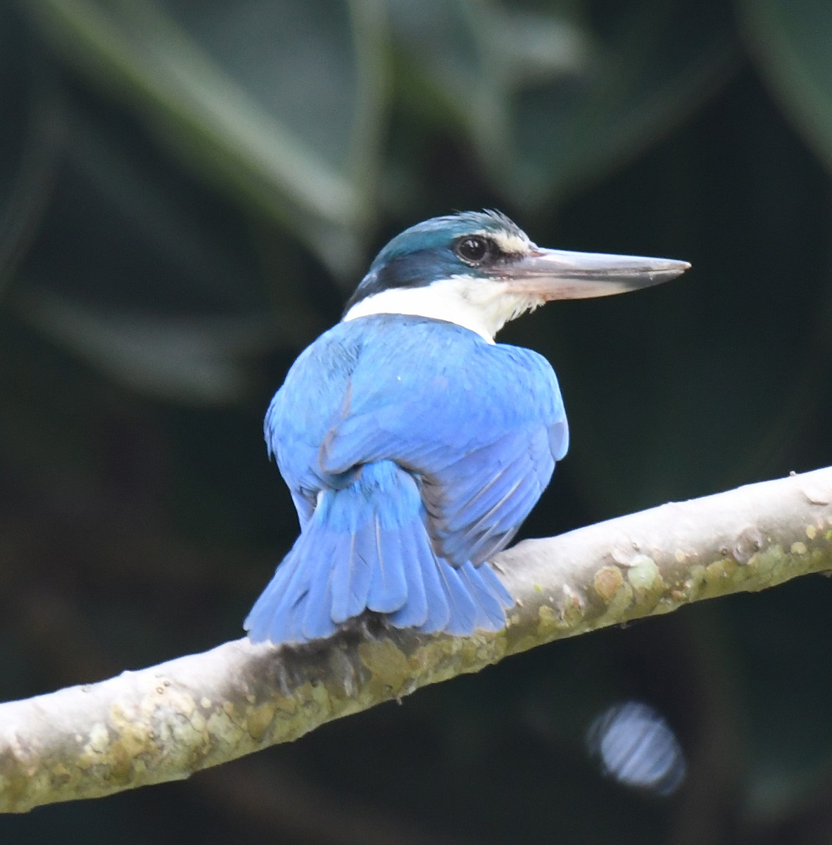 White-throated Kingfisher - Noreen Weeden