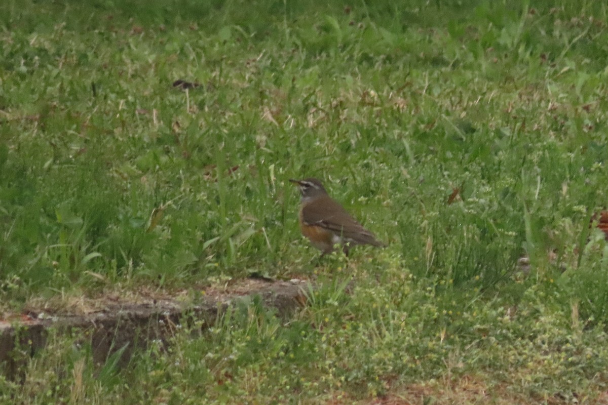 Eyebrowed Thrush - ML619315153