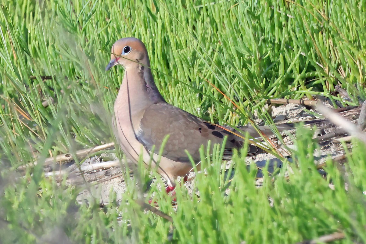 Mourning Dove - David Wilson