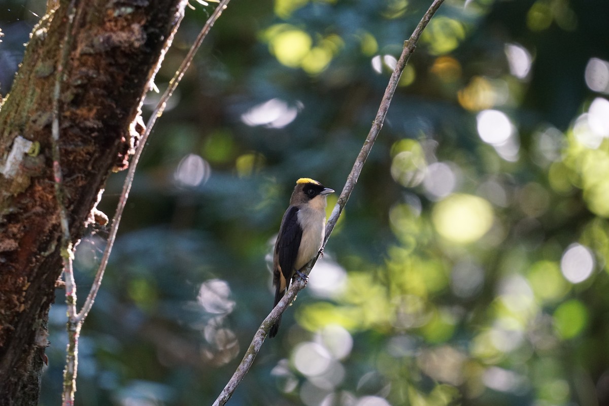 Black-goggled Tanager - ML619315186