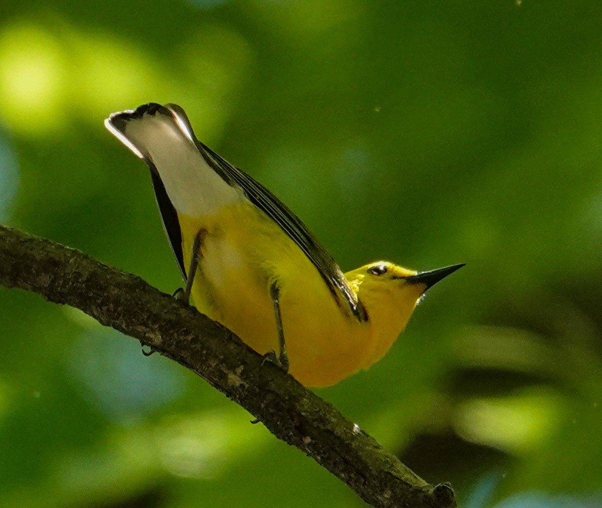 Prothonotary Warbler - ML619315205