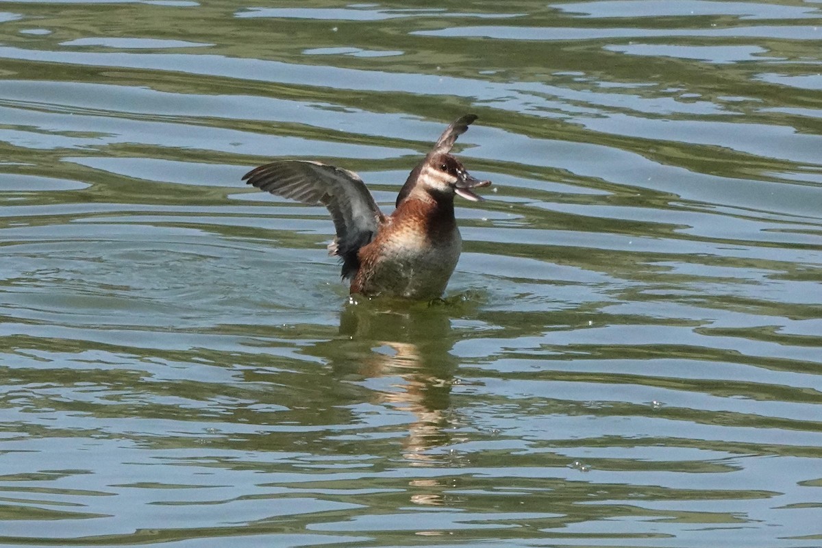 Ruddy Duck - ML619315222