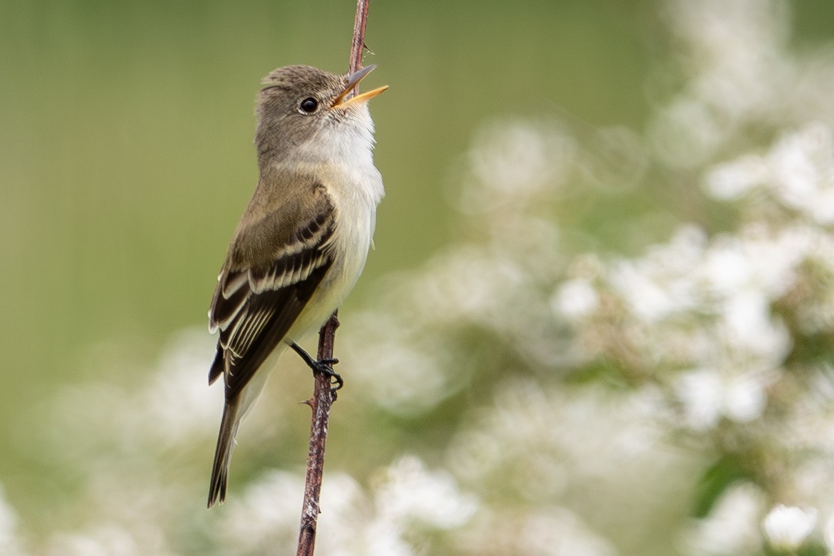 Willow Flycatcher - Vic Laubach