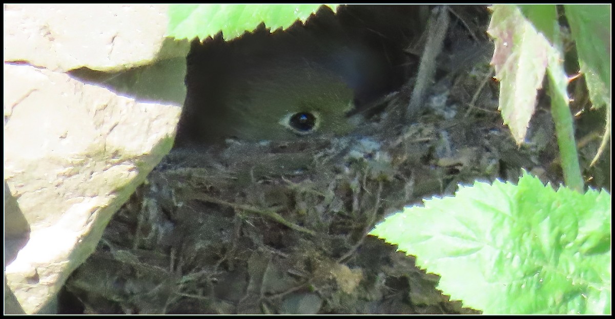 Western Flycatcher (Pacific-slope) - Peter Gordon