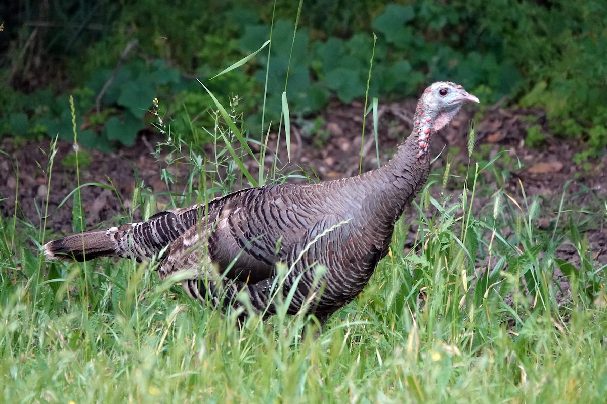 Wild Turkey - Edward Rooks