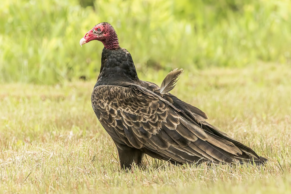 Turkey Vulture - Doug Waters