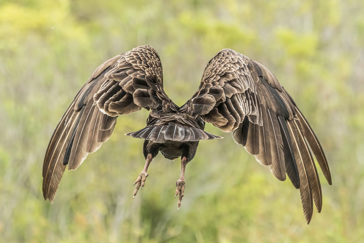 Turkey Vulture - Doug Waters