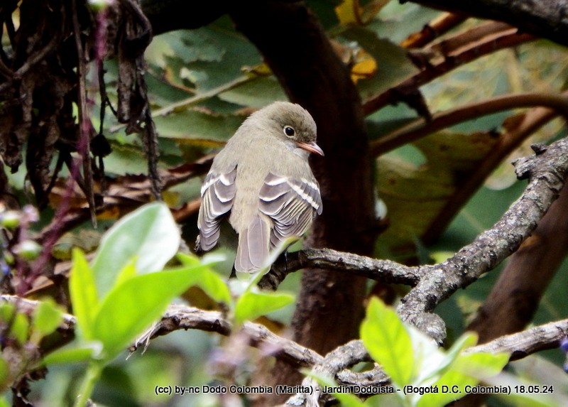 Small-billed Elaenia - Maritta (Dodo Colombia)