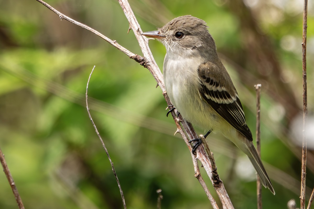 Willow Flycatcher - Vic Laubach