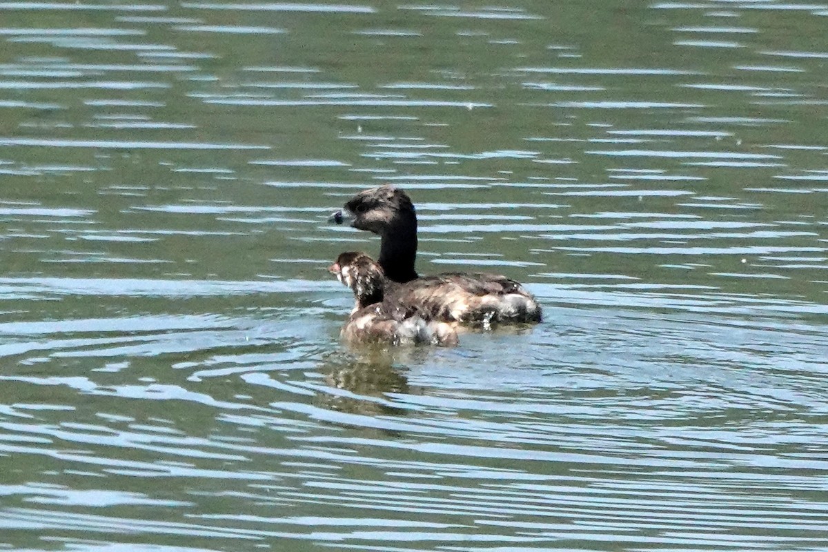 Pied-billed Grebe - ML619315260