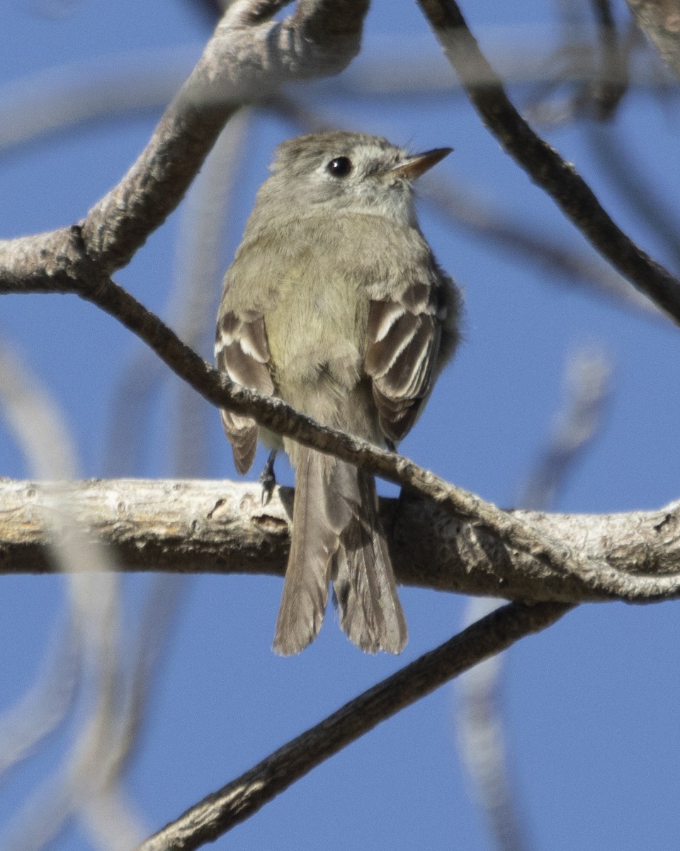 Dusky Flycatcher - ML619315263