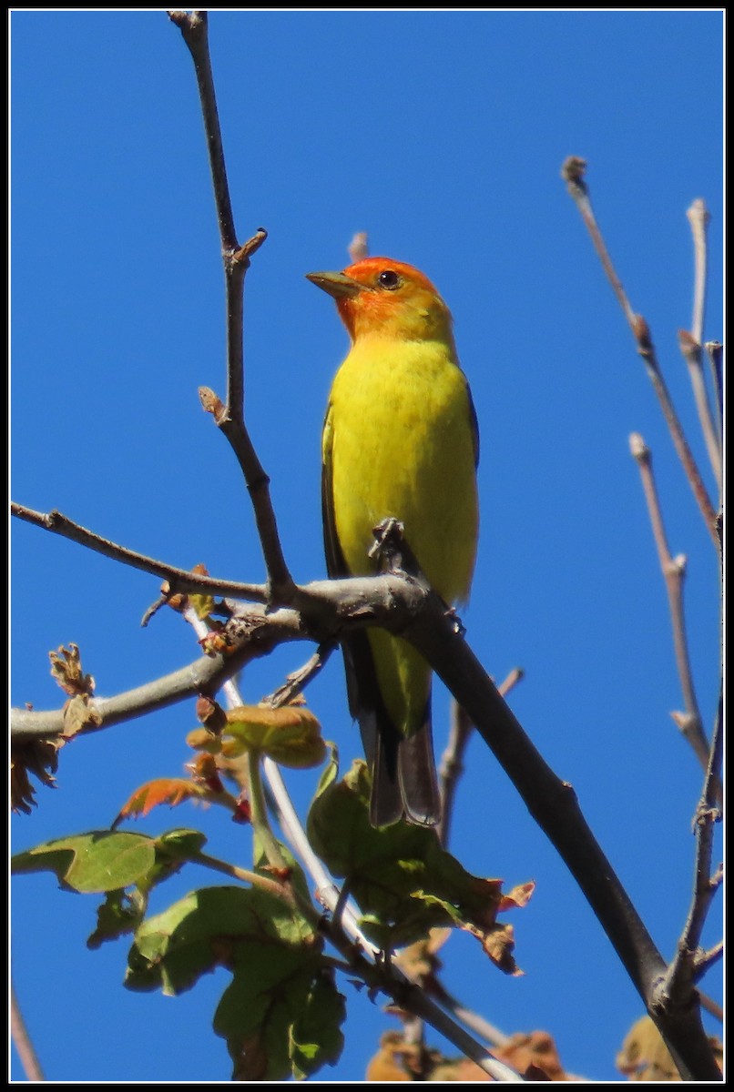 Western Tanager - Peter Gordon