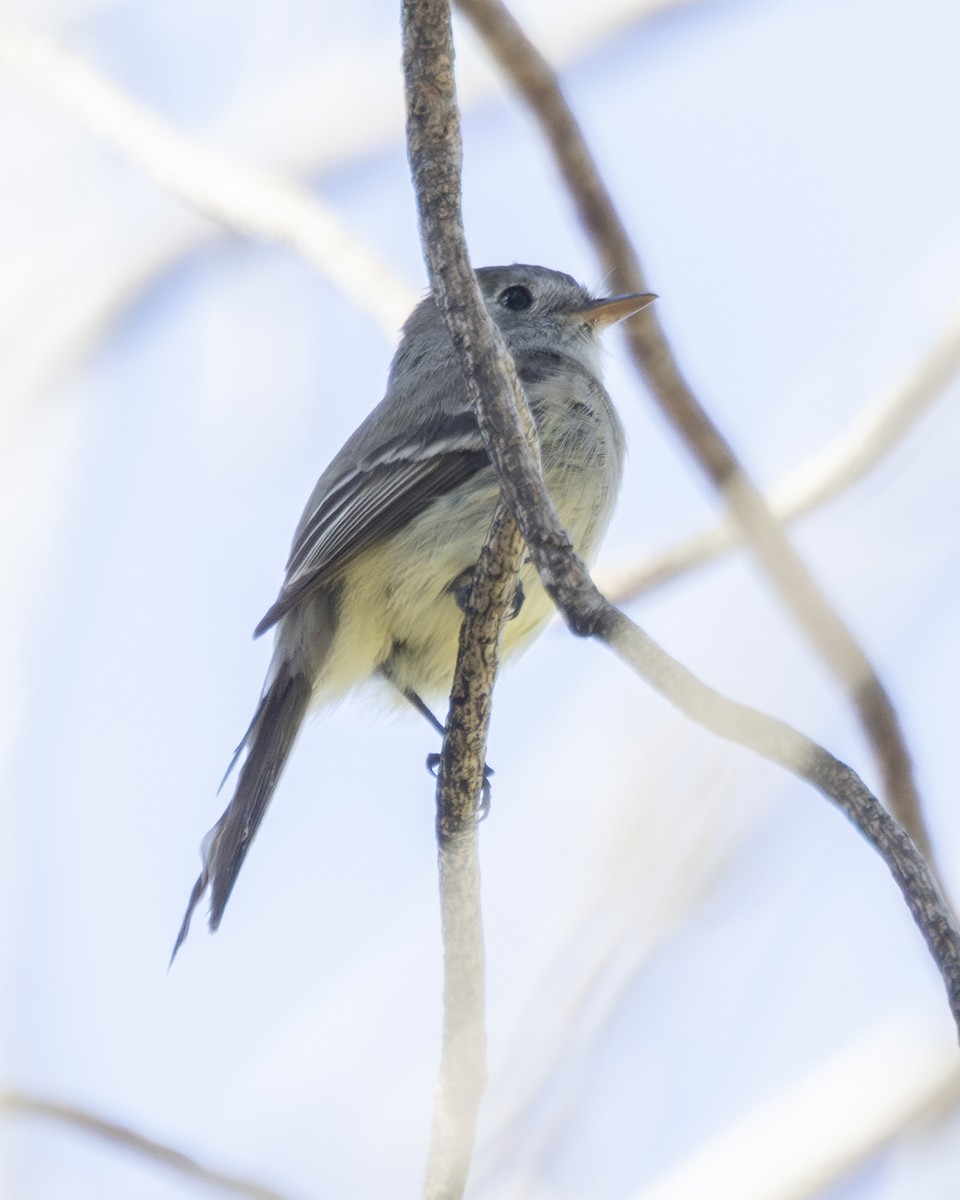 Dusky Flycatcher - ML619315273