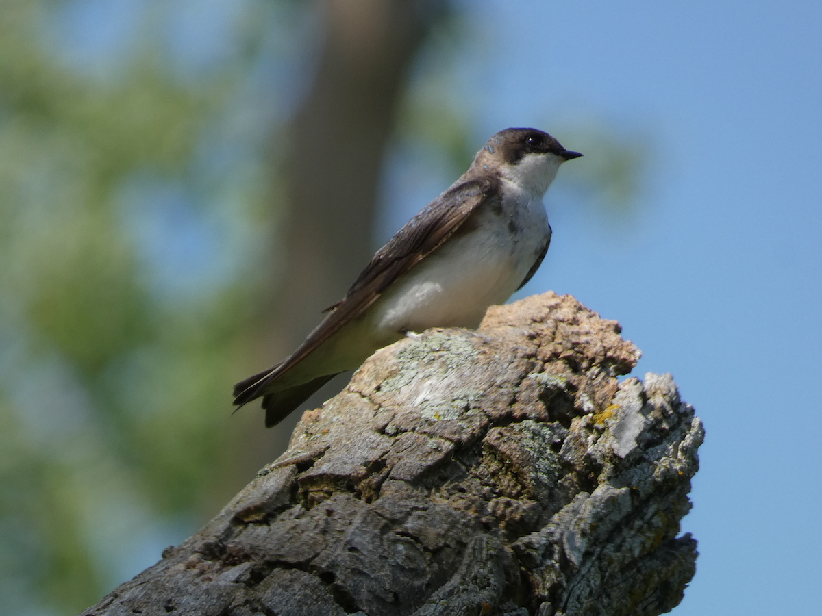 Northern Rough-winged Swallow - Carolyn Sanders