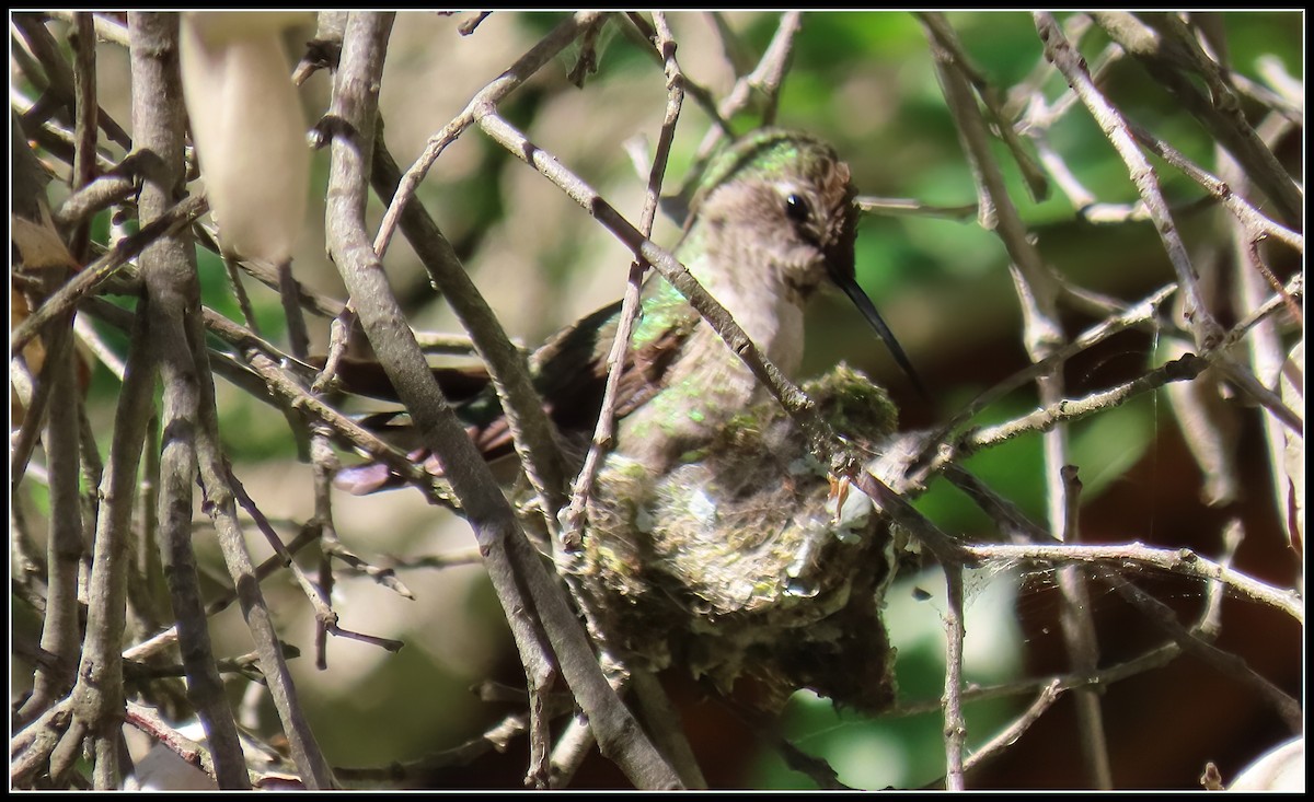 Anna's Hummingbird - ML619315287