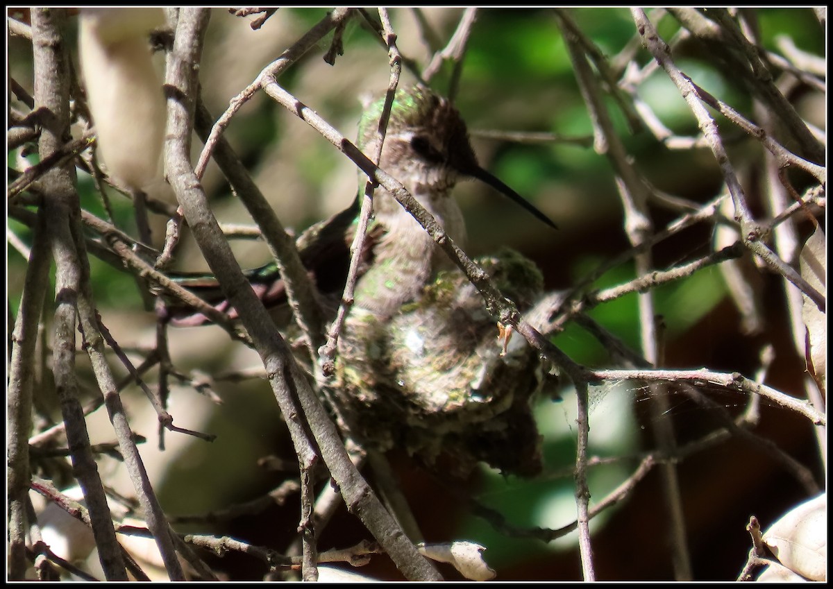Anna's Hummingbird - ML619315288