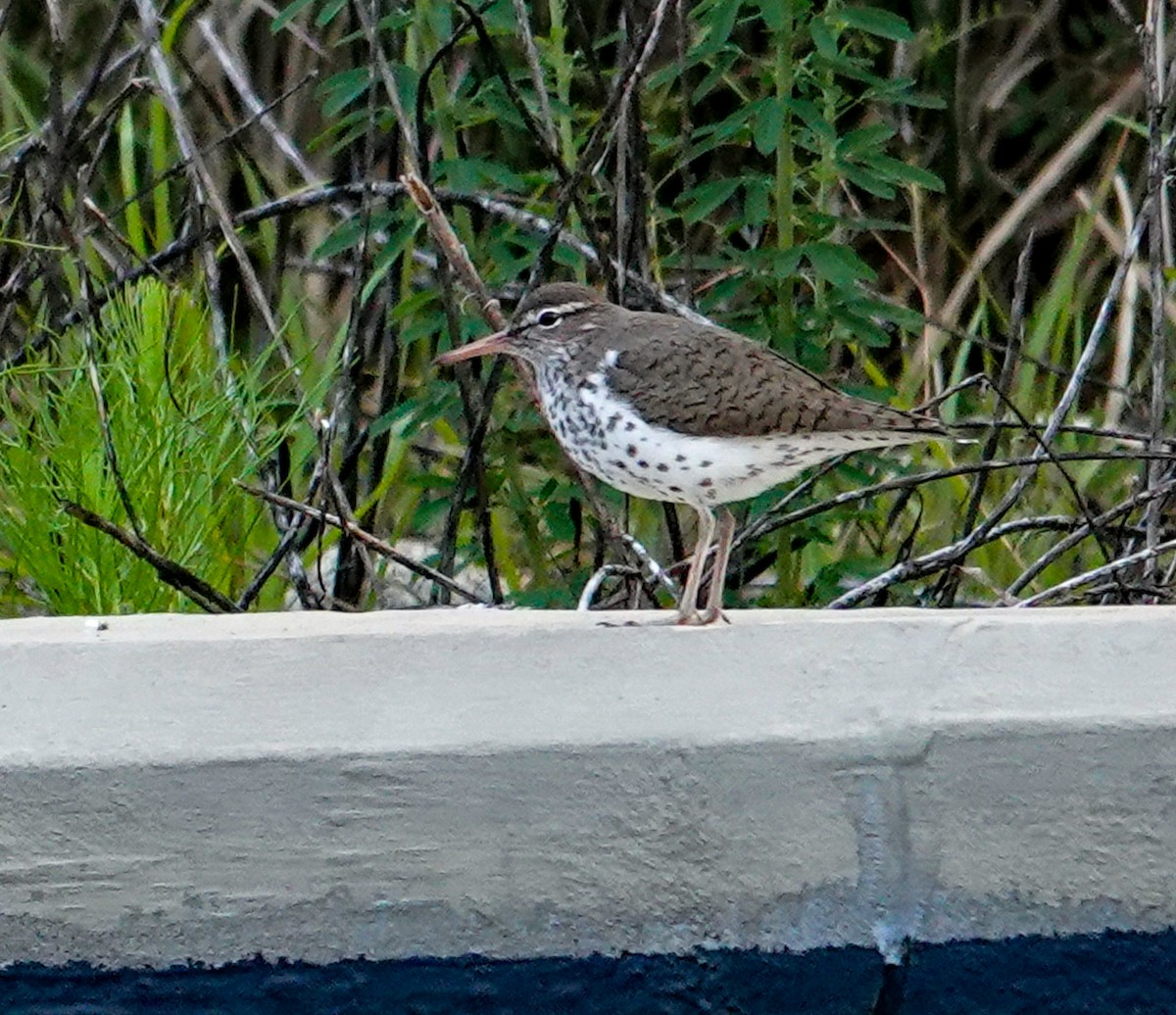 Spotted Sandpiper - Anne Aultman